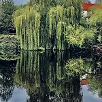Crofton Dye House *